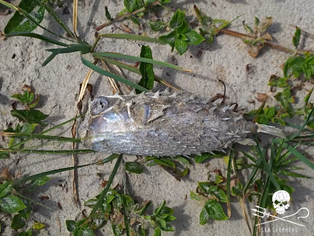 Animais marinhos mortos na praia chamou atenção pela diversidade.