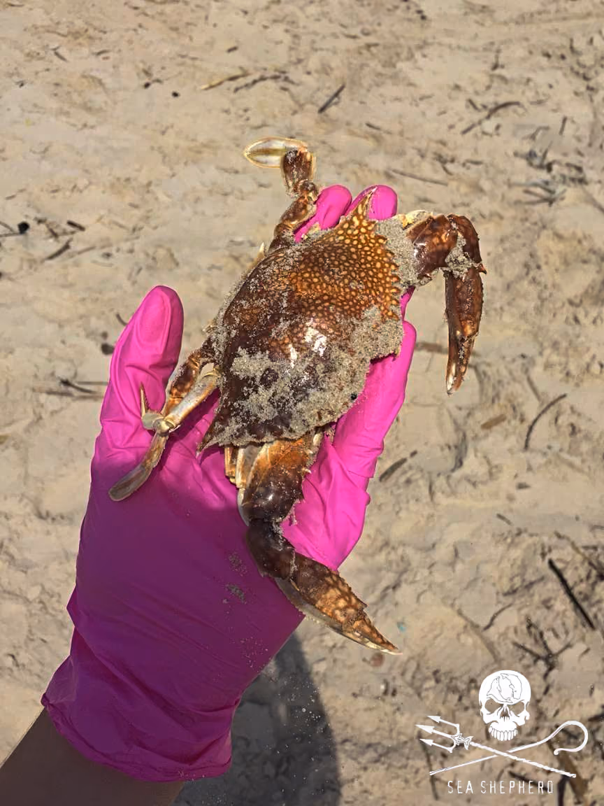Foram encontrados crustáceos, aves, peixes mortos na faixa de areia e restinga