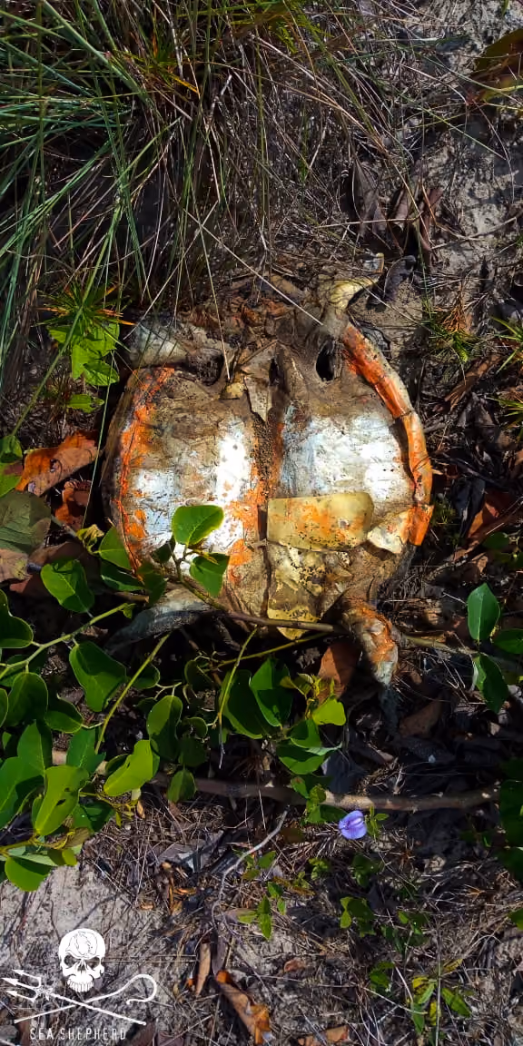 Um casco de tartaruga registrou mais uma morte no cleanup.