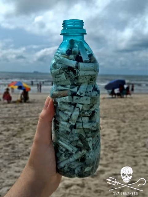 Campeã das coletas, as bitucas de cigarro infestam nossas praias.