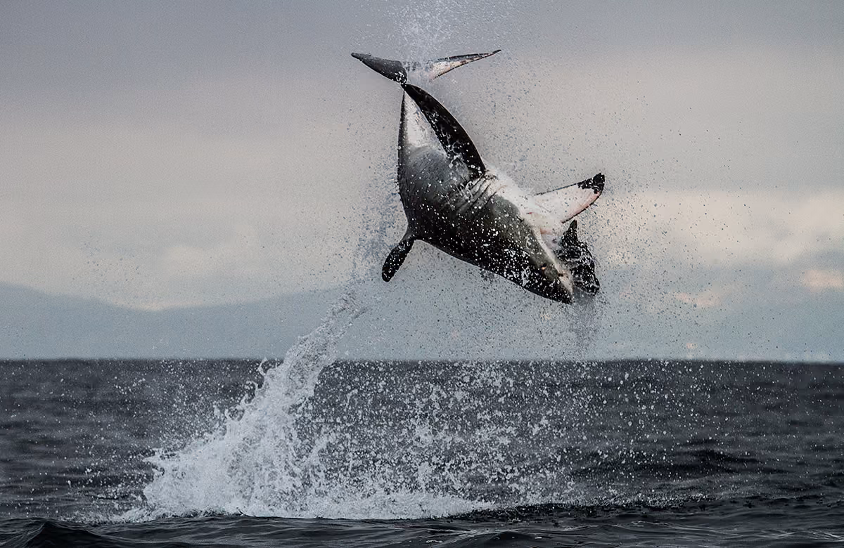 PICTURE SHOWS: A one tonne Great White Shark jumps out of the sea in South Africa at 20mph to catch a fur seal.