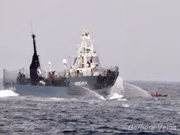 A equipe Delta da Sea Shepherd na tentativa de desacelerar o Yusshin Maru Nº2, enquanto eles atiram canhões de água na tripulação ambientalista