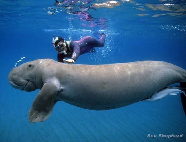 O dugongo é o menor membro da ordem Sirenia, uma ordem de mamíferos marinhos que inclui o peixe-boi ou vaca marinha. Foto: Sea Shepherd Australia / Ben Cropp
