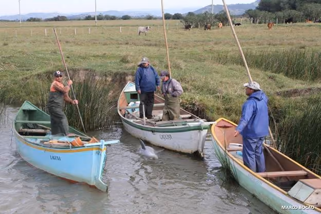 Imagem do cadáver de Zariguim, preso a uma rede de pesca ilegal no Rio Tubarão. Foto: Marco Bocão