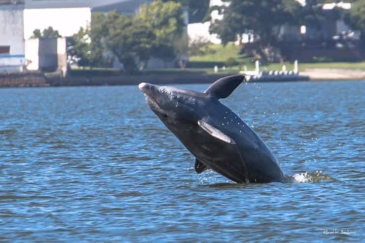 Moradores relataram que o boto conhecido como "Prego" saltou mais de 30 minutos sem parar em visível sofrimento, e se aproximou dos barcos dos pescadores pedindo ajuda. O animal apresentava sinais da doença de pele lobomicose, doença gerada pelo fungo Lacazia loboi, que ataca cetáceos e também seres humanos. O primeiro caso registrado em Laguna foi em 1993. Em 2011, um estudo estimou a presença da doença em 9% da população de golfinhos. A doença ainda não tem tratamento. Prego não foi mais visto na região