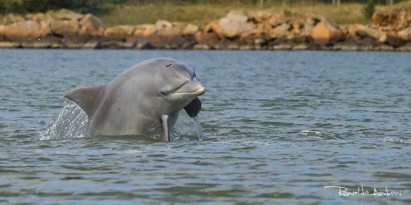 Borrachinha, Boto Pescador de Laguna. Foto: Ronaldo Amboni