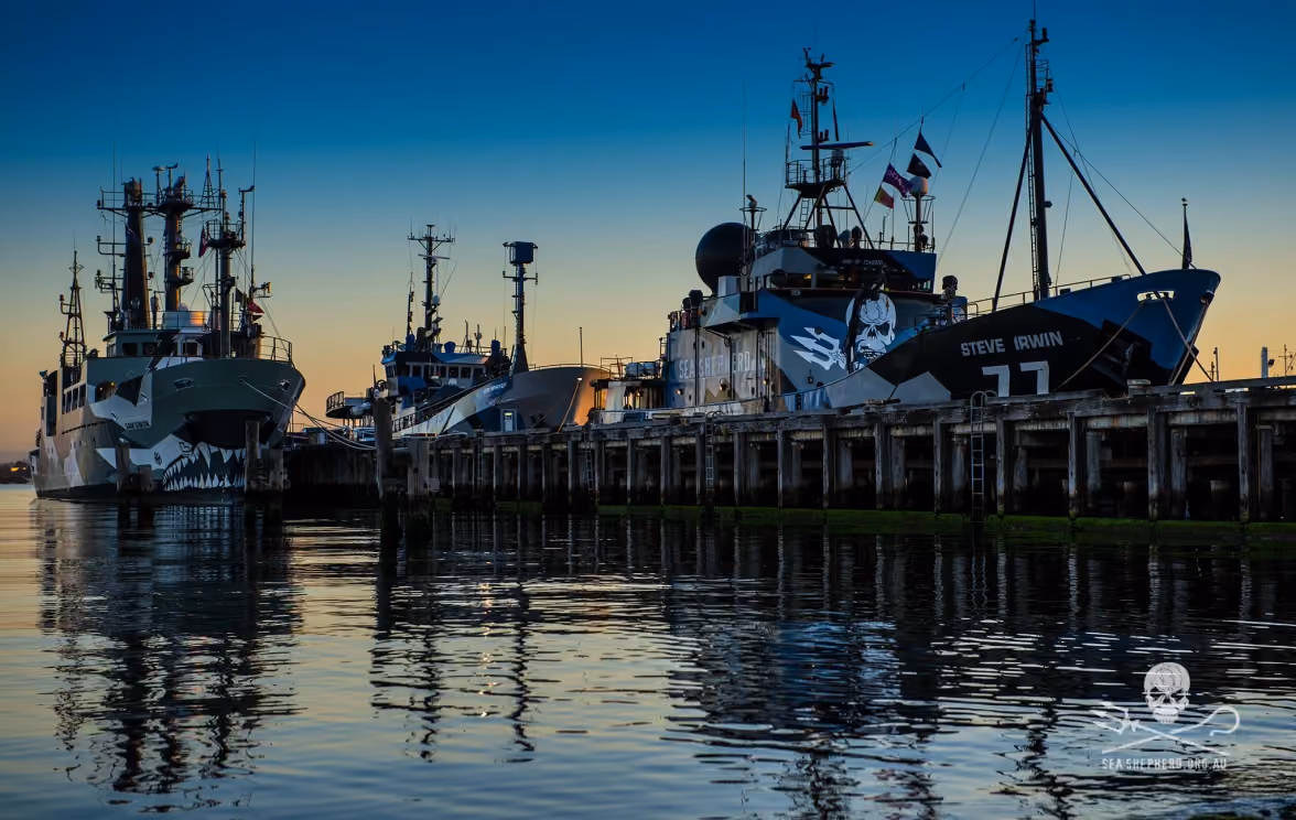 Frota Sea Shepherd – foto: SSCS