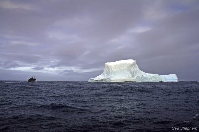 O Steve Irwin em relação a um grande iceberg no Oceano Antártico (Foto: Simon Ager)