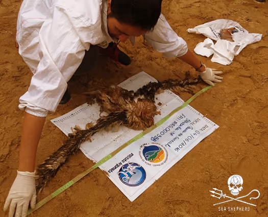Albatroz jovem sem identificação da cabeça