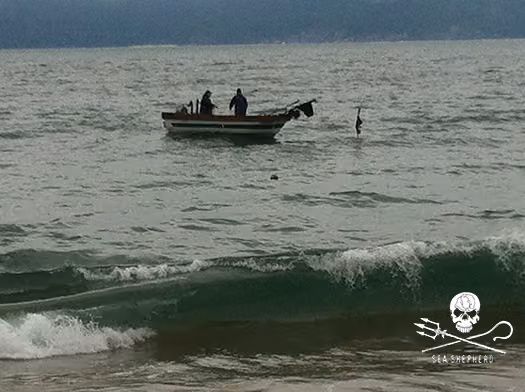 Pescador local da Praia do Curral puxando a rede deixada na noite anterior. O local encontra-se muito próximo à arrebentação.