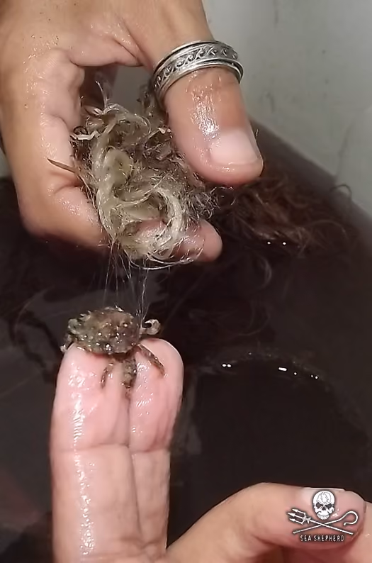 Corda de seda com caranguejo preso entre as cerdas