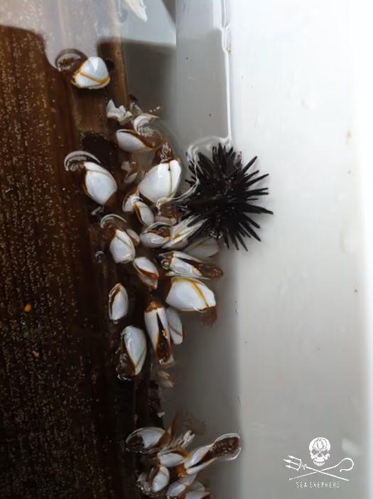 pedaço de madeira com cracas e ouriço do mar devolvidos ao mar