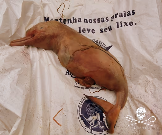 Toninha abortada (Ehpontoporia blainvillei) ainda com o cordão umbilical