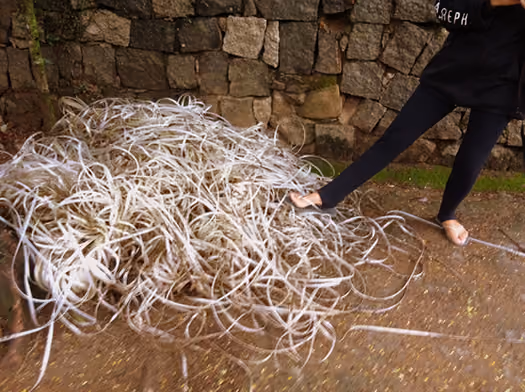 Fitas plásticas retiradas de uma Tartaruga Cabeçuda, viva e salva, no dia 04/06/16 Praia do Curral.