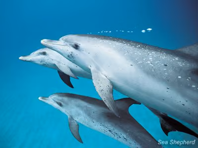 A Sea Shepherd está pedindo que qualquer um que tenha informações relacionadas aos crimes contra os golfinhos do Golfo apareça. Foto de arquivo