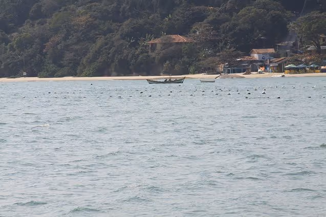 Registro da maricultura na praia da Daniela, uma das atividades mais afetadas diretamente com a construção do estaleiro em Biguaçu.