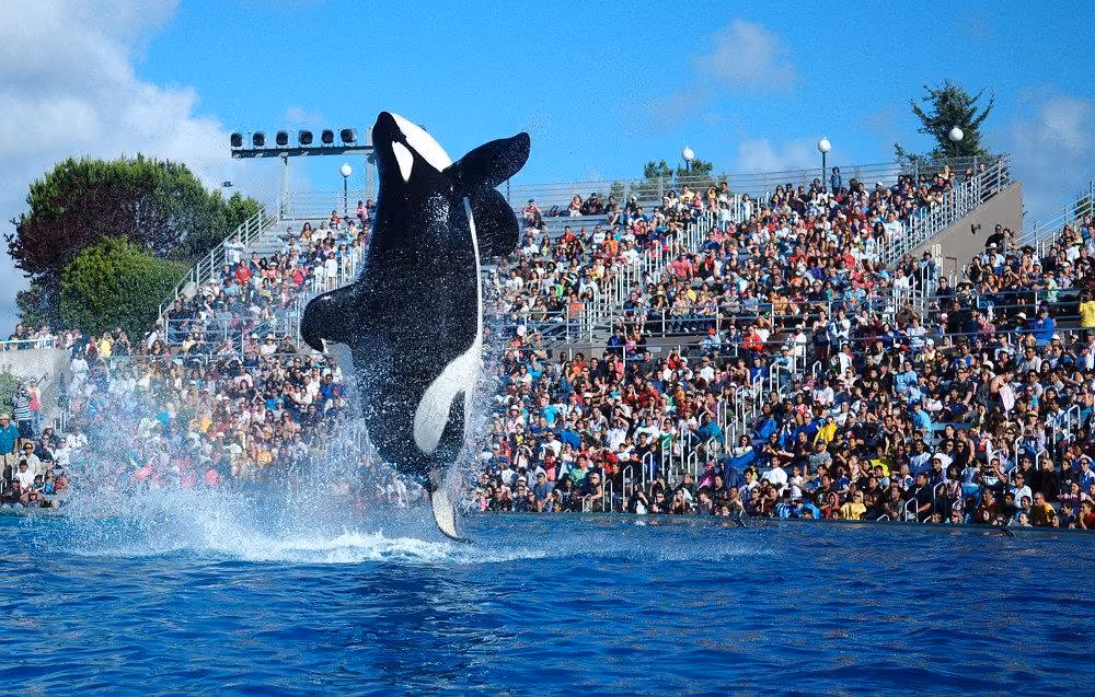 Show Shamu no Sea World em San Diego. Foto: Wiki Media Commons