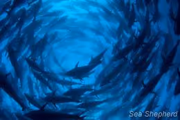 editorial_110629_1_1_Charlie_and_the_hot-blooded_tuna_blues_(GS2553)