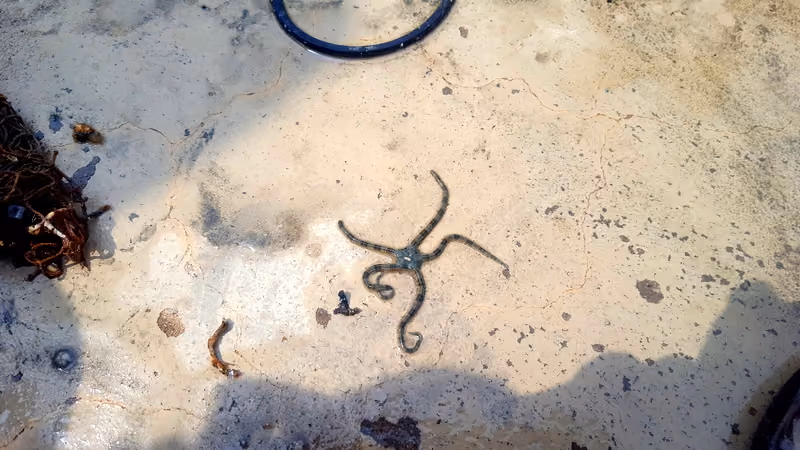 Foto: Ofiúros resgatado vivo do lixo. Praia de Santa Teresa/Ilhabela SP