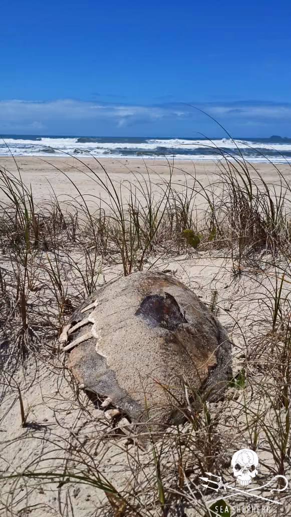 Foto – Casco de tartaruga na areia da praia – Praia Guarapari/PR