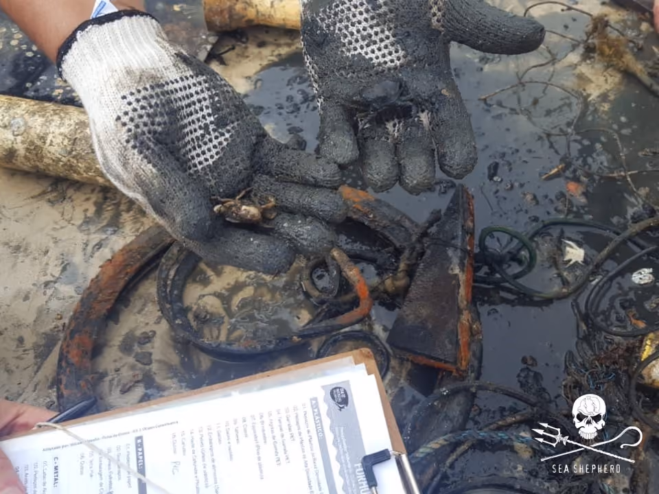 Foto: Salvamento e registro dos animais alojados no lixo.