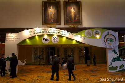 A entrada para a COP 16 da CITES em Bangkok, Tailândia. Foto: Sea Shepherd