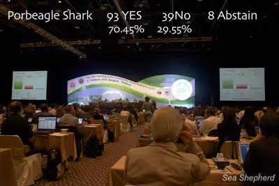 A votação do tubarão Porbeagle. Foto: Sea Shepherd