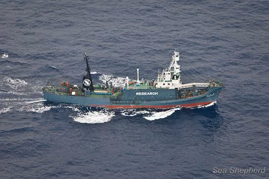 "O Yushin Maru está em uma situação desesperadora" - Jeff Hansen, diretor da Sea Shepherd Austrália. Foto: Tim Watters