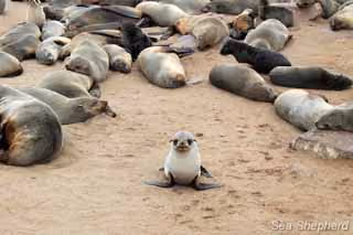 Jovem foca de Cape Cross