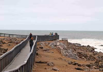 Na plataforma, turistas observam as focas