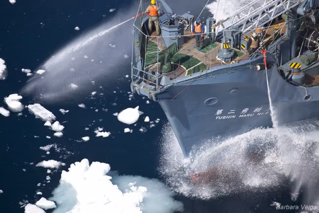 A tripulação do Yushin Maru No 2 usa suas mangueiras de alta pressão de água para combater a Sea Shepherd