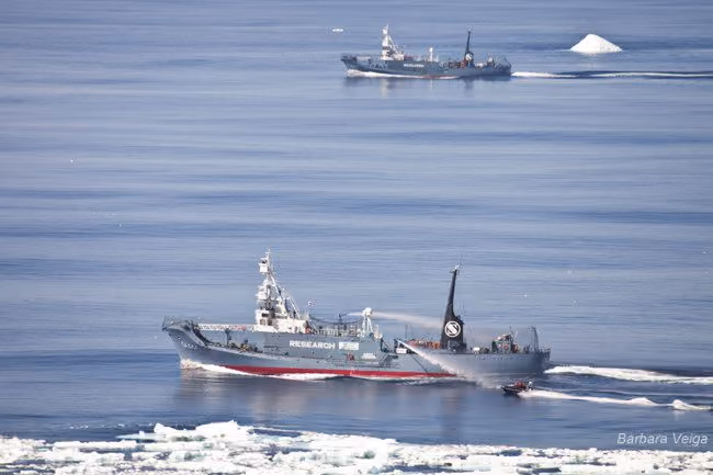O Yushin Maru no.2 e Yushin Maru no.3 com o zodiac da Sea Shepherd a seu lado