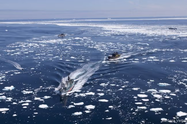 Frota Japonesa de Baleeiros em fuga da Sea Shepherd
