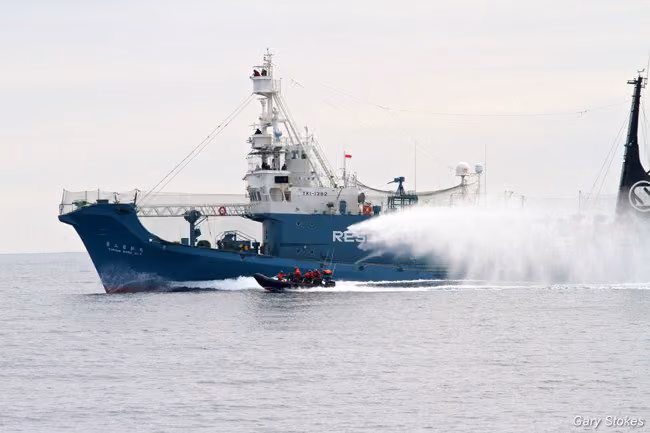 Tripulantes do Yushin Maru No.3 usam canhões de água de alta pressão contra tripulantes do Bote Delta
