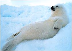 foca1