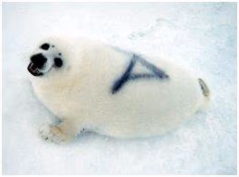foca16