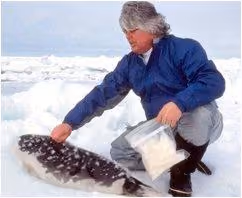 foca25