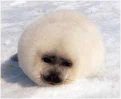 foca26