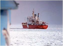 foca29