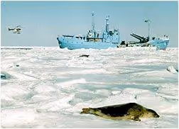 foca31