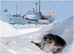 foca38