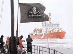 foca39