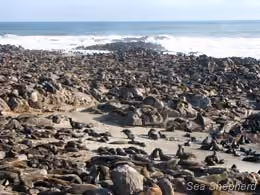 Focas na Reserva de Focas de Cape Cross