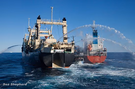 Nisshin Maru bate o Bob Barker contra o Sun Laurel, imprensando o navio da Sea Shepherd entre si e o tanque de combustível da frota baleeira. Foto: Sea Shepherd Austrália / Tim Watters