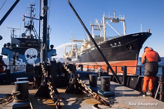 O Nisshin Maru dispara canhões de água no Steve Irwin para inundar os motores. Foto: Sea Shepherd Austrália / Tim Watters