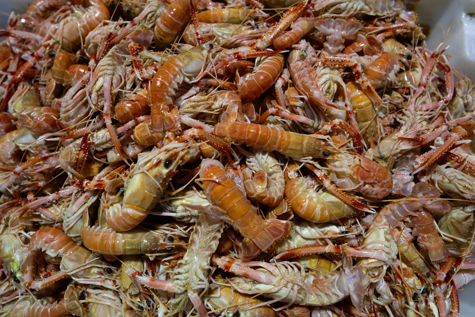 Fomos conferir a chegada de tubarão e outras espécies ao CEAGESP o maior centro entreposto de pescados do país.3 vezes por semana chegam pescados. E o tubarão é vendido como cação.