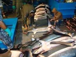 Foto: Parque Nacional de Galápagos