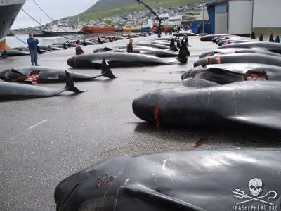 Baleias-piloto mortas alinhadas e numeradas após um grind nas Ilhas Faroé. Foto: Sea Shepherd
