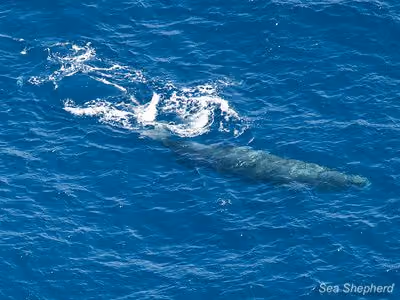 Cachalote nadando no oceano. Foto: Eliza Muirhead / Sea Shepherd