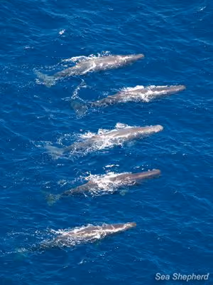 Um grupo de cachalotes. Foto: Eliza Muirhead / Sea Shepherd